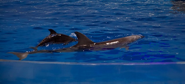 Delfín s mládětem