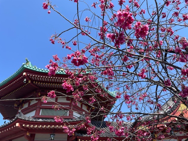 Rozkvetlé sakury s chrámem v pozadí