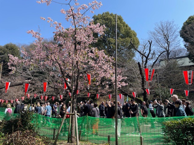 Lidé v parku Ueno pod sakurami
