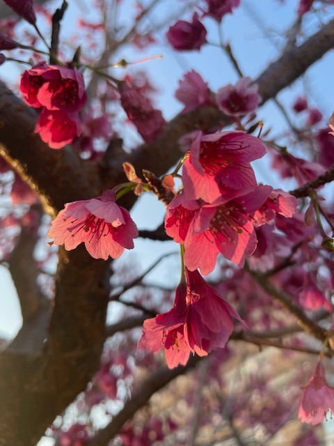 Detail rozkvetlých růžových sakur