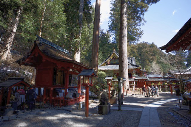 Obrovské cedry při chrámu