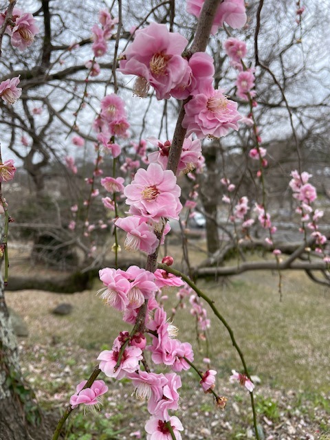 Květy švestek detail