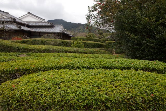 Čajová plantáž u Chiran