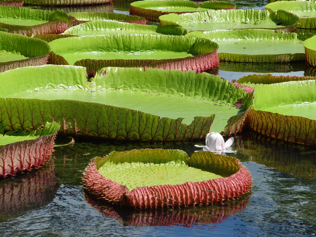 Victoria Regia
