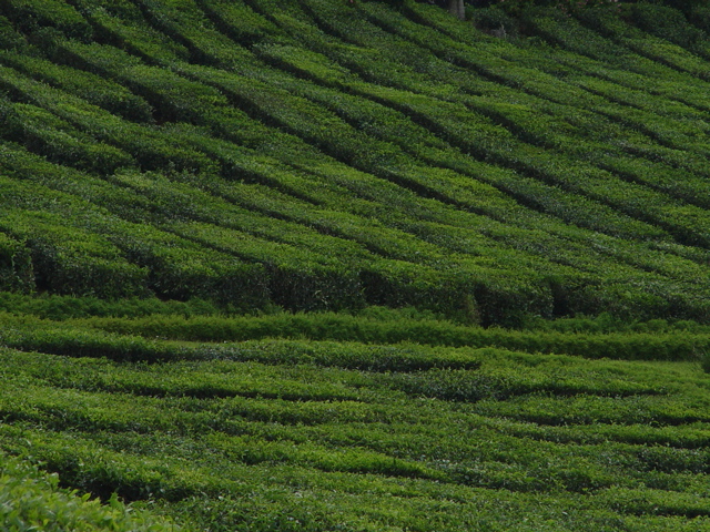 Čajová plantáž