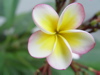 Flora
