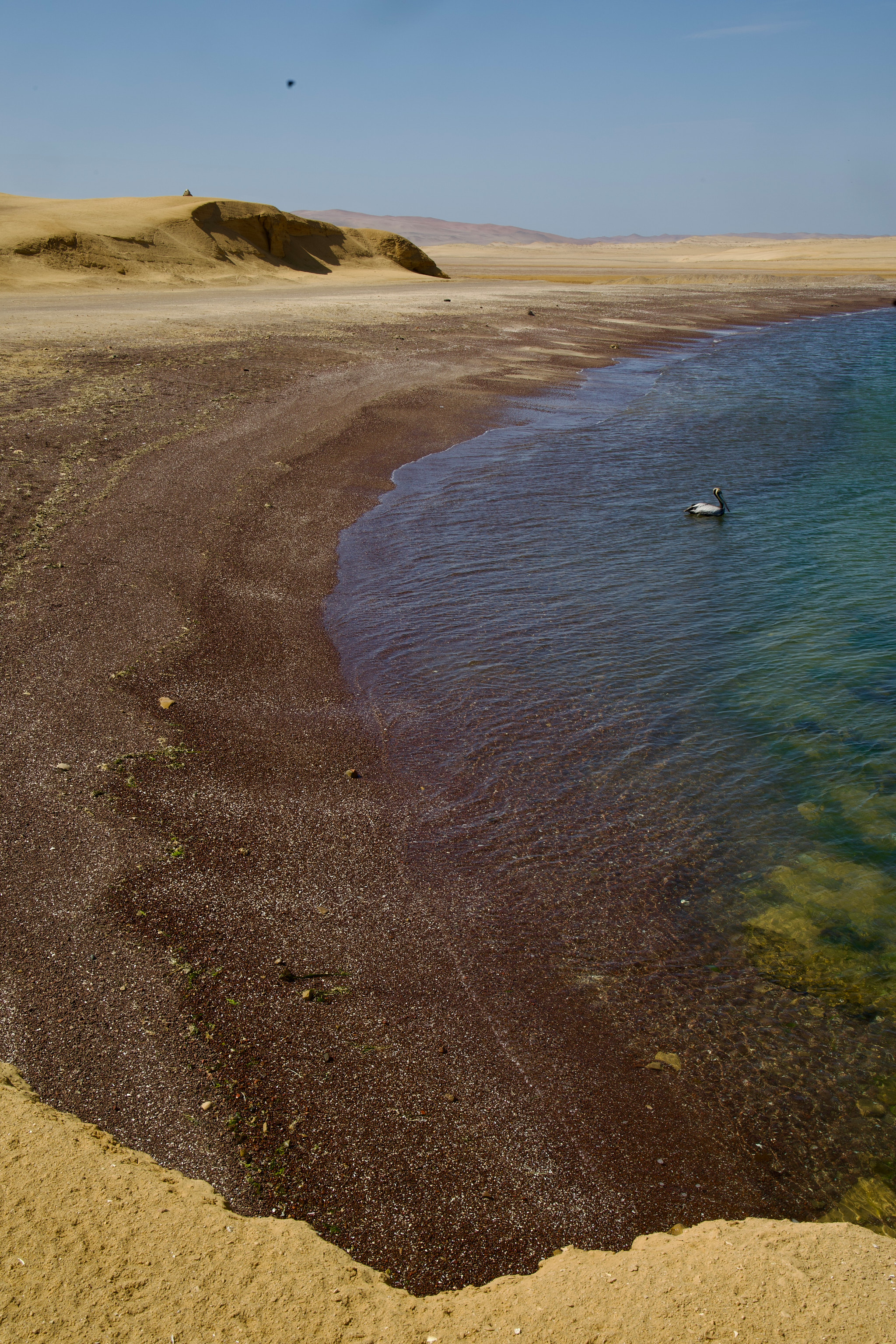 Detail rudého břehu zálivu v Paracas s plovoucím ptákem