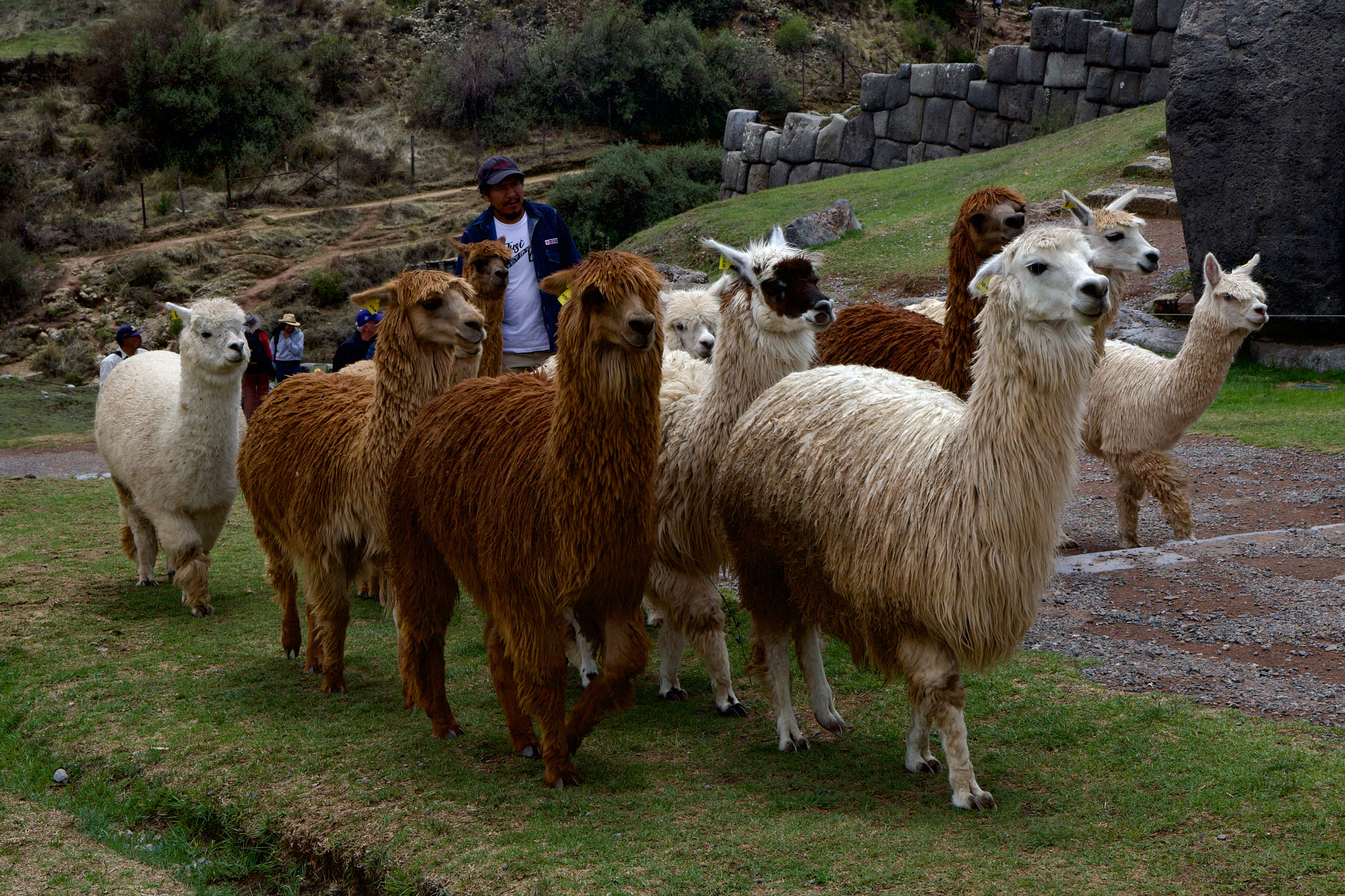 Stádo alpak a lam pasoucí se na zelené louce u Sacsayhuamánu s pastevcem